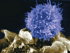 Immunity theory, Immune system, digestive system, digestion